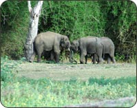 Elephant at Bandipur