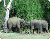 Kabini - Bandipur Wildlife Sanctuary