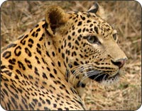 Panthar, Sariska National Park