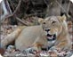 Lion at Sasan Gir, Gujrat