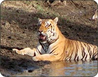 Ranthambore National Park, Sawai Madhopur