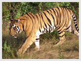 Ranthambore Park