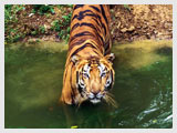 Tiger at Ranthambhore