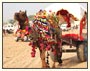 Jewels of Rajasthan Tour Package